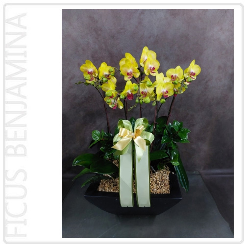 노란 호접 - 선셋