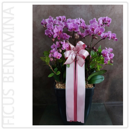 핑크 호접 - 웨딩